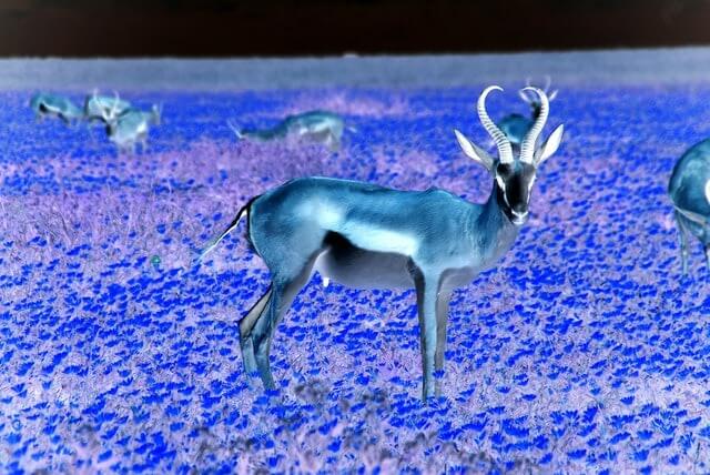 In this example, we invert all the colors in a JPG photo of an antelope in a blooming flower field. We left the inversion area options empty (blank strings) and therefore the entire photo was covered and converted to its inverse. The color inversion converted the dark brown antelope into a cyan antelope, the yellow flowers into blue flowers, and the white sky into a black sky. (Source: Pexels.)