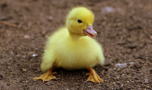 This example transforms a JPG photo of a baby duck into a JPEG photo and at the same time performs lossy compression. The resulting file has just 60% quality of the original file and also is smaller in size.