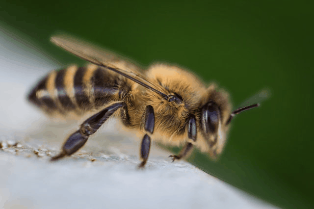 In this example, we load a 24-bit JPG macro photo of a bee and convert it to a static 8-bit GIF file. The 24-bit JPG has 16 million colors but the GIF has just 256 colors, which is the maximum number of colors a GIF can have. (Source: Pexels.)