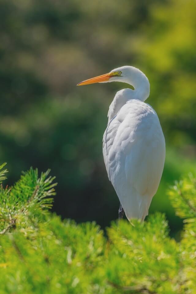 In this example, we decrease the contrast for the entire JPEG picture of a heron. We set the new contrast to 80% (which means the contrast is reduced by 20%) and leave the contrast area parameters blank to cover the entire width and height of the picture. (Source: Pexels.)
