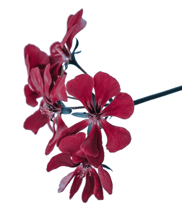 In this example, we load a JPEG image, click on its background, and get back an image with just the red flower on a transparent background. In addition to the color that was selected by the mouse click rgb(161, 188, 206), the program also removes 10% of the background tones, as well as a 1-pixel wide transparent edge line. (Source: Pexels.)