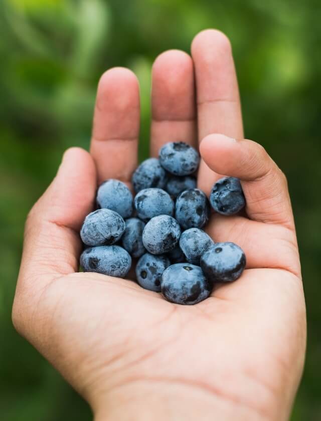 In this example, we convert a picture of someone holding a handful of blueberries to a 10-color grayscale JPG. To do this, we upload the picture into the input, activate the convert to grayscale option, and set the number of output colors equal to 10. (Source: Pexels.)