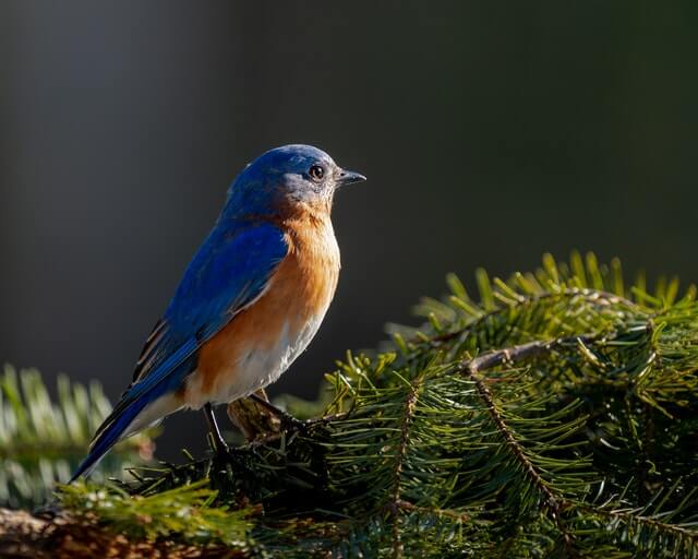 In this example, we change the brightness of a JPG picture with a bluebird. To cover the entire height and width of the JPG, we leave the x, y, height, and width light area parameters empty. We make the JPG 15% lighter by using a lightness level of 115%. (Source: Pexels.)