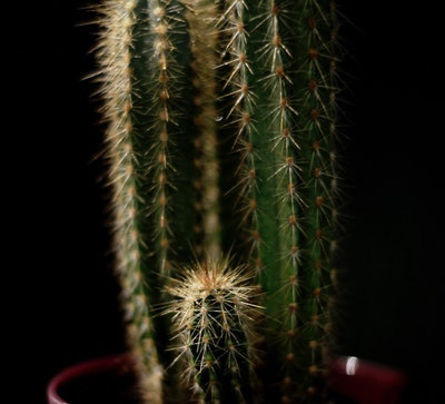 In this example, we load a close-up JPG photo of a cactus and its tiny child-cactus and add two vertical green stripes on the sides. The vertical stripes use the RGB color code RGB(66, 80, 44) to set their color and the stripes have a width of 30 pixels. (Source: Pexels.)