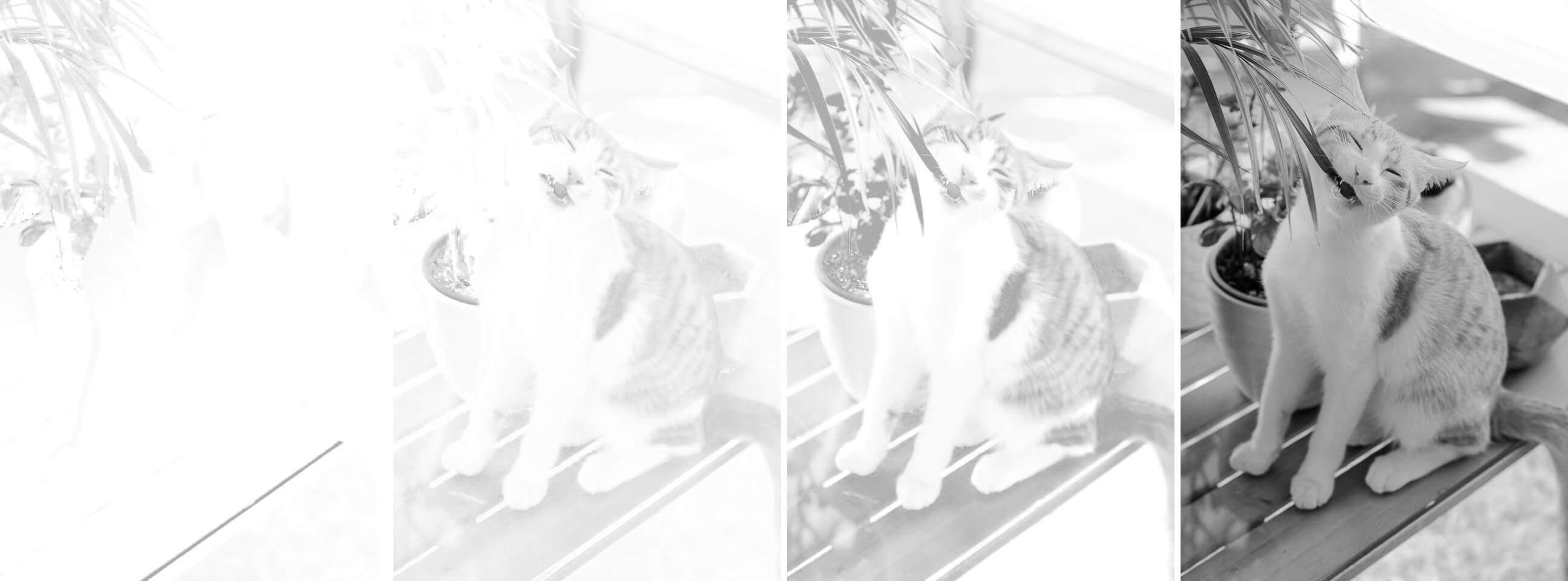 In this example, we activate the grayscale option and extract all four channels of the CMYK color space from a JPG/JPEG image of a cat biting a plant. This option lets us compare the amount of each color in the image. Darker pixels mean there's more of the color in the image and lighter pixels mean there's less color in the image. (Source: Pexels.)