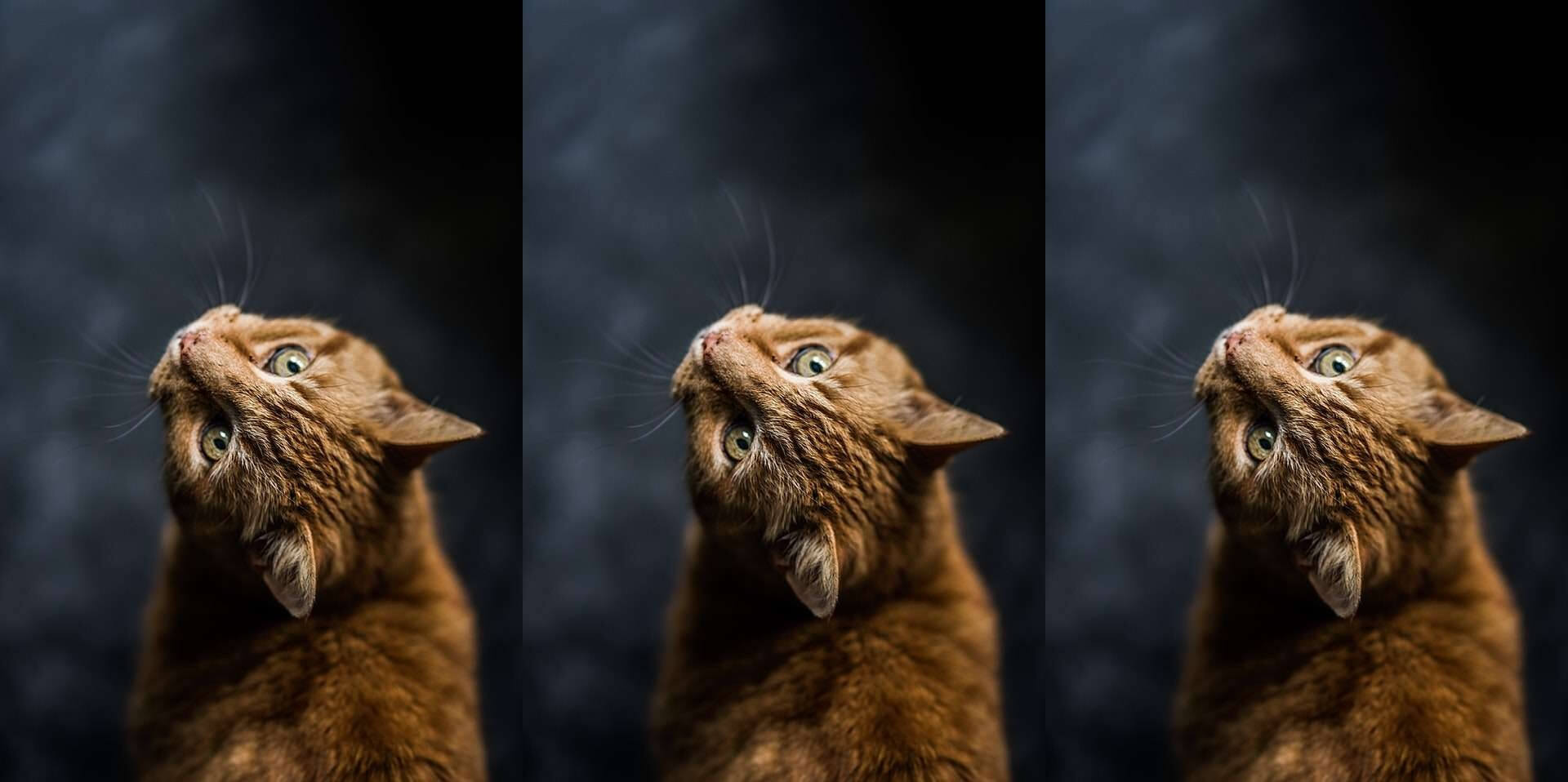 In this example we horizontally duplicate a JPEG image of a ginger cat three times.