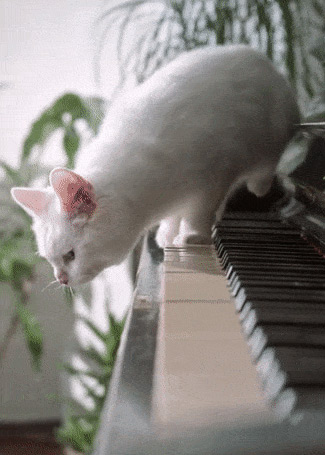This example captures a frame from a GIF animation where a kitty is about to jump from a piano. The GIF file has 13 frames and the start of the jump happens at the 5th frame. We enter "5" in the extract-frame option and get this frame as a JPG/JPEG image in the output. (Source: Pexels.)