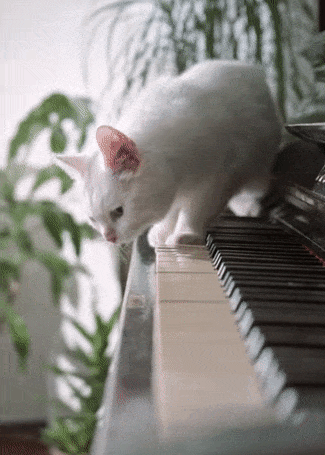 This example captures a frame from a GIF animation where a kitty is about to jump from a piano. The GIF file has 13 frames and the start of the jump happens at the 5th frame. We enter "5" in the extract-frame option and get this frame as a JPG/JPEG image in the output. (Source: Pexels.)