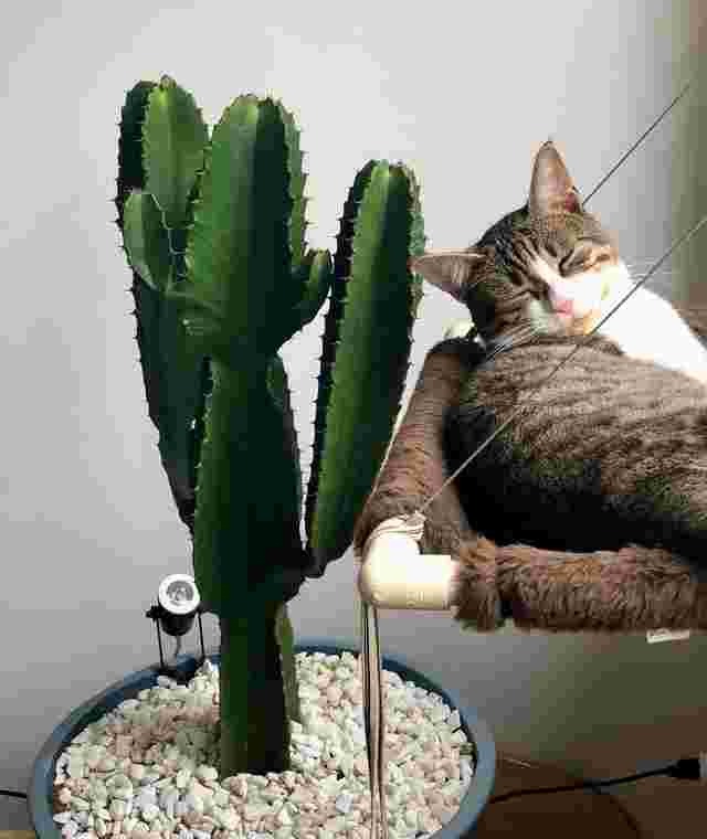 In this example, we load a highly compressed JPEG image of a sleeping cat next to a cactus as the input. The JPEG contains many artifacts in the form of large areas that have the same pixel color. We set the artifact removal effort to 99% and we get a smoother, almost artifact-free cat JPEG image in the output. (Source: Pexels.)