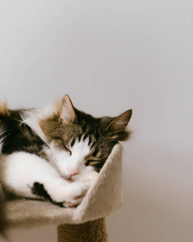 In this example, we add noise to a JPG image of a sleeping cat. We use the "Similar Shade Noise" mode, which changes the current pixel colors to similar color shades. We require that 70% of the pixels must have the noise effect, while the remaining 30% of the pixels will stay unchanged. (Source: Pexels.)