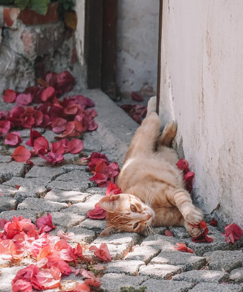 In this example, we rotate a JPG image of a wall cat. The ginger cat was resting in the shade in such a pose that it looks like it was stuck to a wall. To bring the cat back on its paws, we rotate the image by -90 degrees (clockwise), and now the cat is resting on the floor. (Source: Pexels.)
