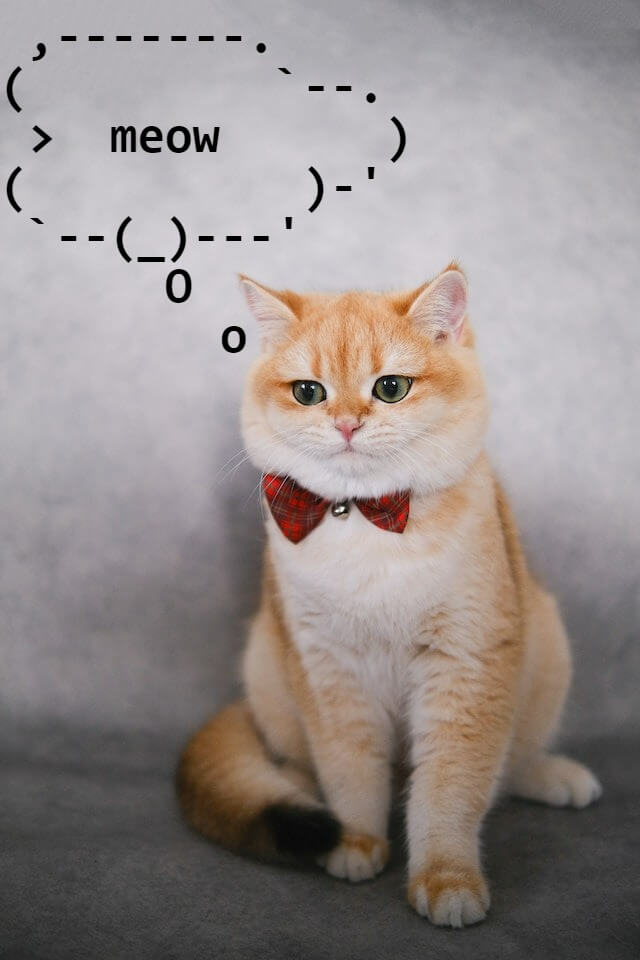 In this example, we add a thought bubble to an image of a cat. We draw the bubble with Unicode characters in the options and place it right above the ginger cat's head. Now it's immediately clear that the cat wants to say "meow". (Source: Pexels.)
