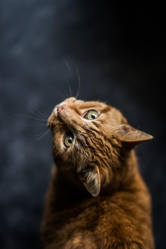 In this example, we horizontally duplicate a JPEG image of a ginger cat three times. The width of the image is tripled, resulting in a width of 1920 pixels. (Source: Pexels.)