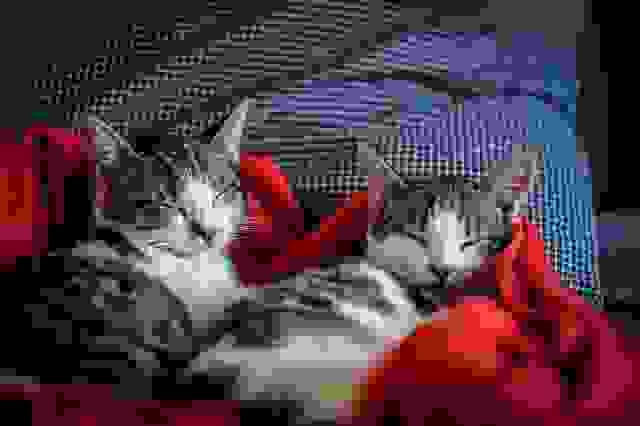 In this example, we add the maximum possible amount (100%) of artifacts to the full JPEG/JPEG image. To cover the entire image area, we clear the offset and dimension options. This way, the program automatically adjusts to the artifact area size. We apply the JPG/JPG artifact type and get a rough pixilated image of two sleeping cats. (Source: Pexels.)