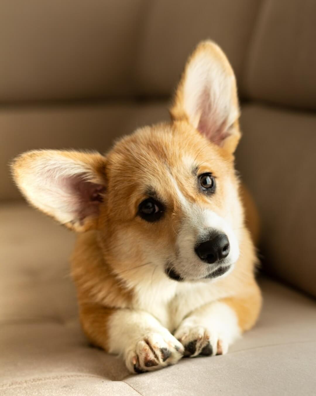 In this example, we create the perfect size JPG picture for a portrait post on Instagram. We upload a picture of our beloved Corgi dog (the size of the picture is 640 by 936 pixels) and get a portrait picture for Instagram with the required aspect ratio of 4:5 and the size of 1080 by 1350 pixels. (Source: Pexels.)