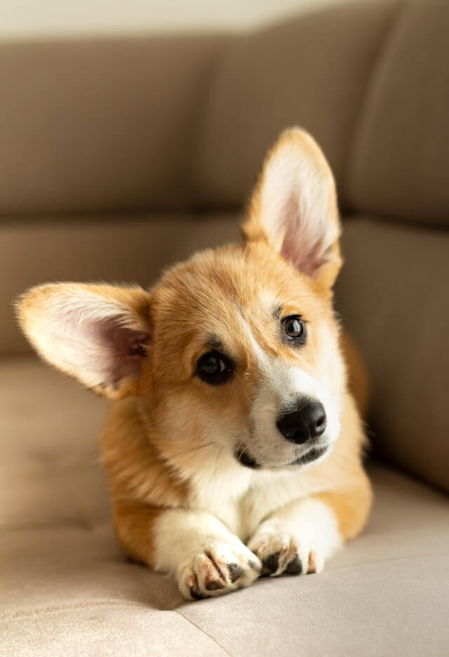 In this example, we create the perfect size JPG picture for a portrait post on Instagram. We upload a picture of our beloved Corgi dog (the size of the picture is 640 by 936 pixels) and get a portrait picture for Instagram with the required aspect ratio of 4:5 and the size of 1080 by 1350 pixels. (Source: Pexels.)