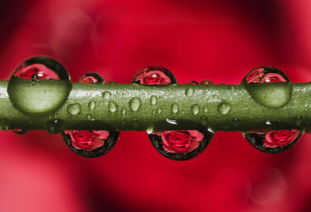 In this example, we create a PNG photo from a JPG photo of water drops of morning dew on a flower's stem. The size of the input JPG is 53KB as it's well compressed but the output PNG is 280KB because it uses lossless compression. (Source: Pexels.)