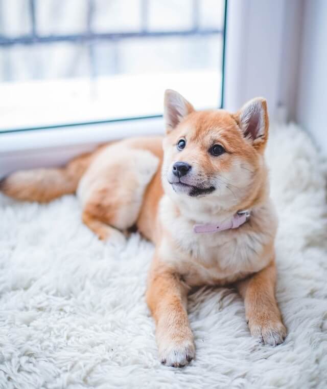 In this example, we activate Atkinson's dithering method and create a grainy JPG photo of a Shiba Inu dog breed. We also switch to the custom color mode and use "Navy" as the first binary color and "Khaki" as the second binary color. (Source: Pexels.)