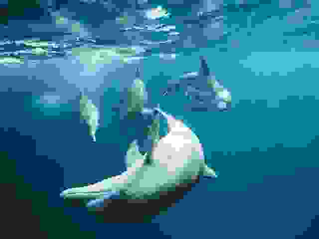 In this example, we apply the maximum optimization force to a JPG/JPEG image of dolphins. The optimization result is pretty incredible – the file size is reduced 17.7 times. The original JPG/JPEG is 59.01kb and the new JPG/JPEG is 3.33kb. However, this optimization leads to a huge loss of information and quality in the image, and as a result, there are a lot of rough pixels and artifacts, almost as if Zalgo visited this image. (Source: Pexels.)