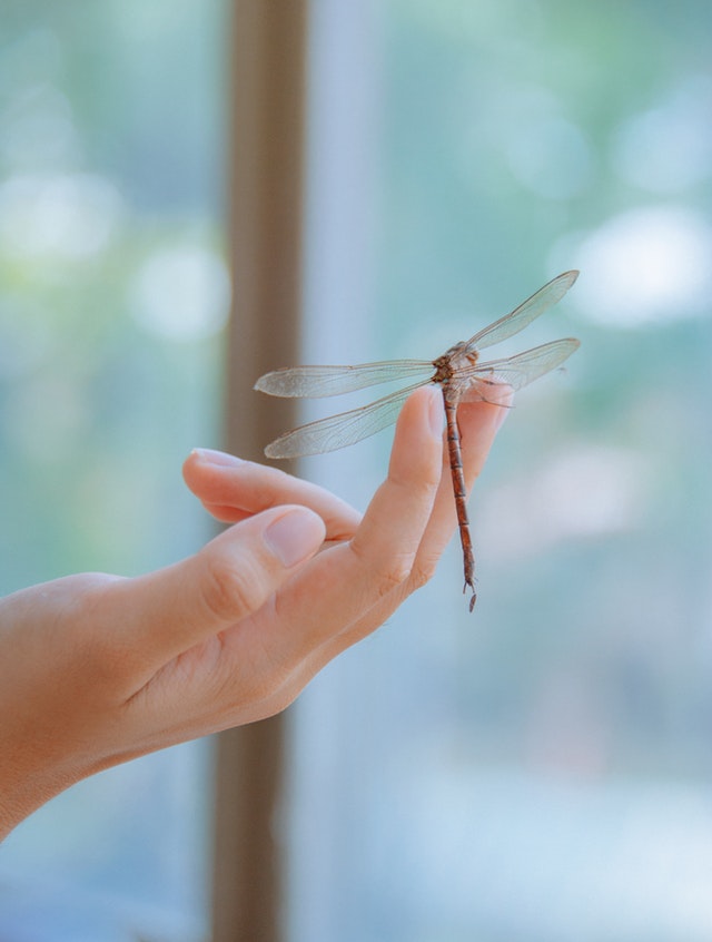 In this example, we convert a BMP picture of a dragonfly to the JPG format without changing its quality. The quality after compression is set to 100%, which means maintain the maximum quality of the original input BMP. (Source: Pexels.)