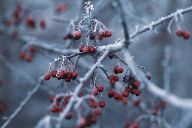 In this example, we select a rectangular region in the center of the JPG/JPEG picture of frozen berries and make this area more contrasting. We set the contrast percentage to 175% and this way, we seemingly add a border around the picture with emphasis on the central berries. (Source: Pexels.)