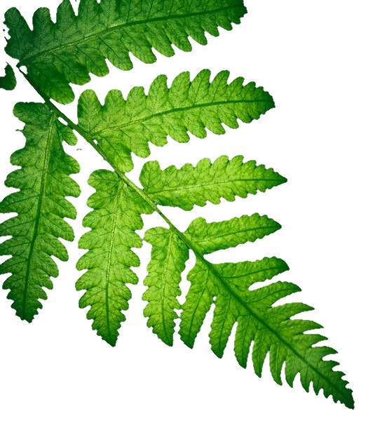 In this example, we create a fern leaf image with no background from an opaque image. We remove the black and dark-green pixels around the leaf in the preview by clicking on the background with the mouse. To include more shades of dark colors, we increase the percentage of color similarity to 17%. We also smooth 2 pixels everywhere around the fern leaf. (Source: Pexels.)
