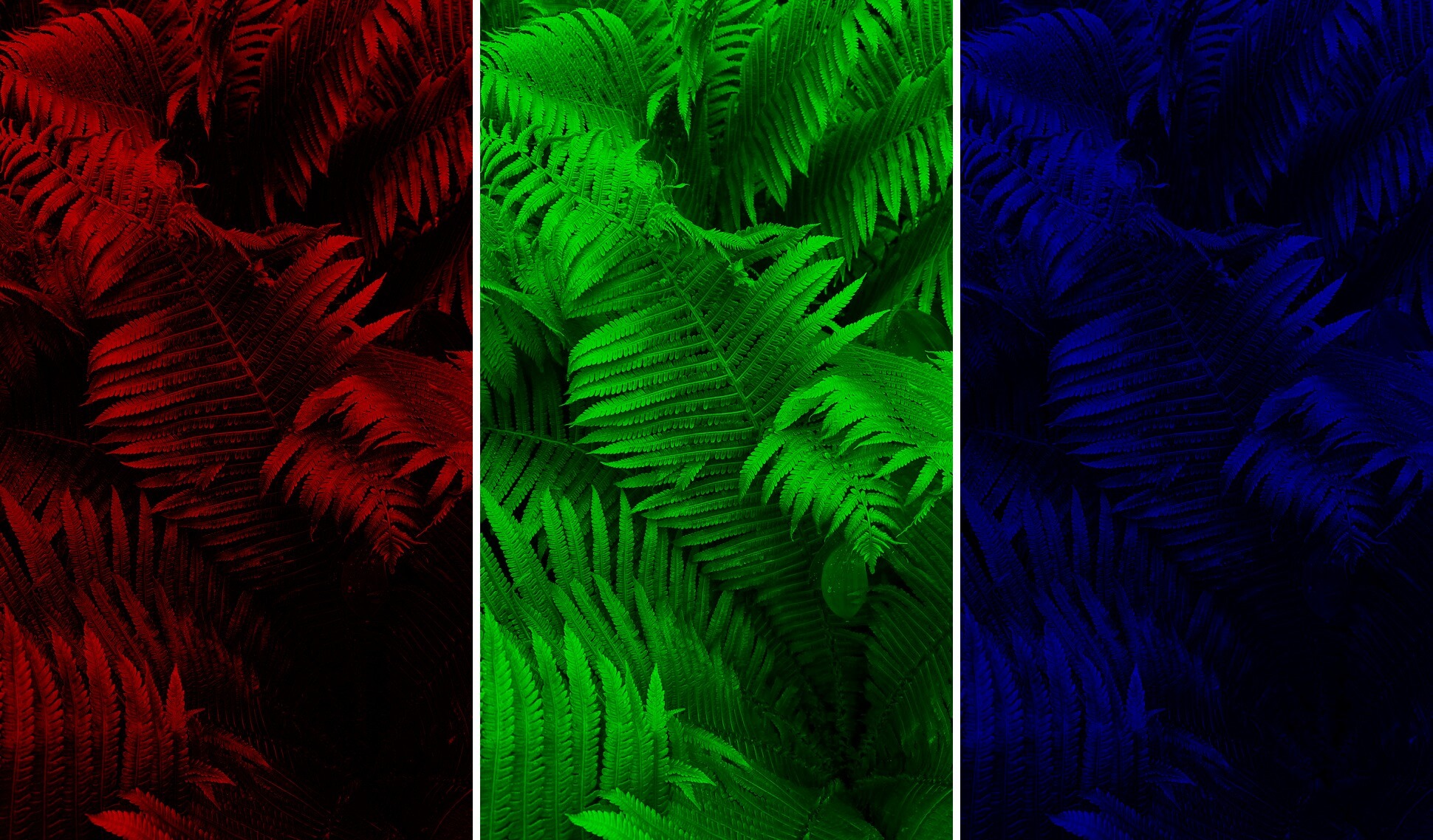 This example decomposes a full-color JPG photo of a fern into three single-channel photos. The left photo shows the "red" channel, the middle photo shows the "green" channel, and the right photo shows the "blue" channel. (Source: Pexels.)