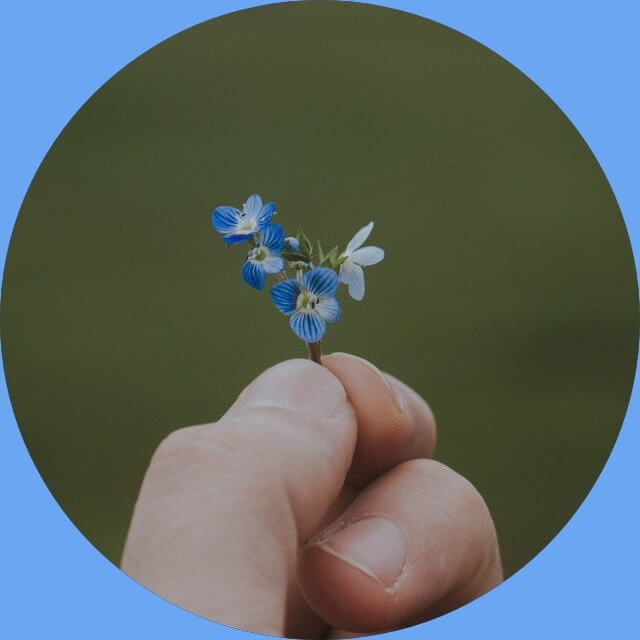 In this example, we activate the perfect circle rounding mode and apply it on a 640 by 640 JPG/JPEG picture of a man holding a tiny blue flower. The circle radius is set to 320 pixels and the corner color is set to sky blue. (Source: Pexels.)
