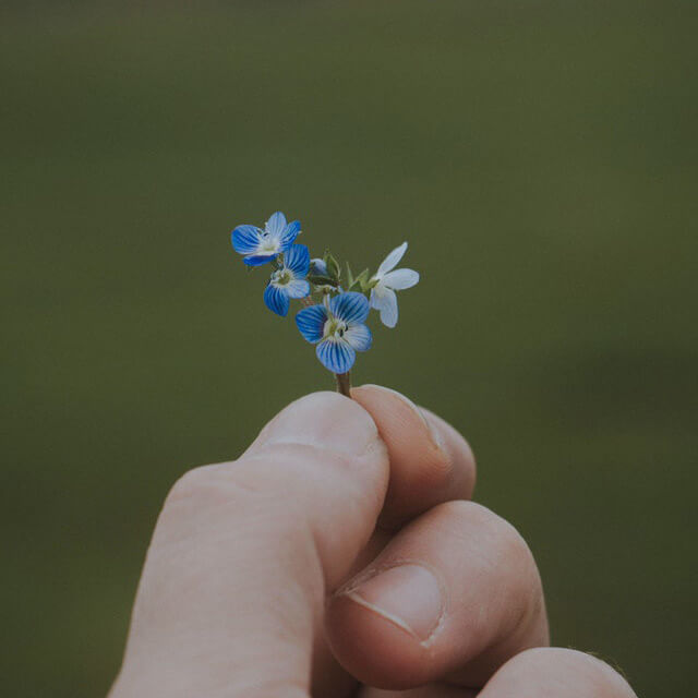 In this example, we activate the perfect circle rounding mode and apply it on a 640 by 640 JPG/JPEG picture of a man holding a tiny blue flower. The circle radius is set to 320 pixels and the corner color is set to sky blue. (Source: Pexels.)