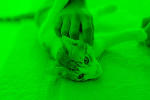 In this example, we extract the green color channel from a JPEG image of a cat. As we only selected the green channel, the red and blue channels aren't shown, and the JPEG is shown in all shades of green. Regions with more black color and less green color mean that the green color isn't present there and the bright green regions mean that there's a lot of green pixels there. (Source: Pexels.)