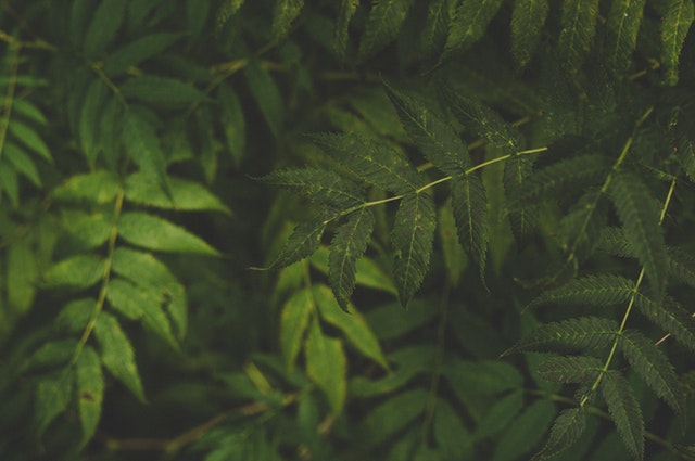 This example makes all four corners of a JPEG graphics file of leaves rounded. It uses a radius of 200px and fills the empty rounded area with a dark green color. (Source: Pexels.)
