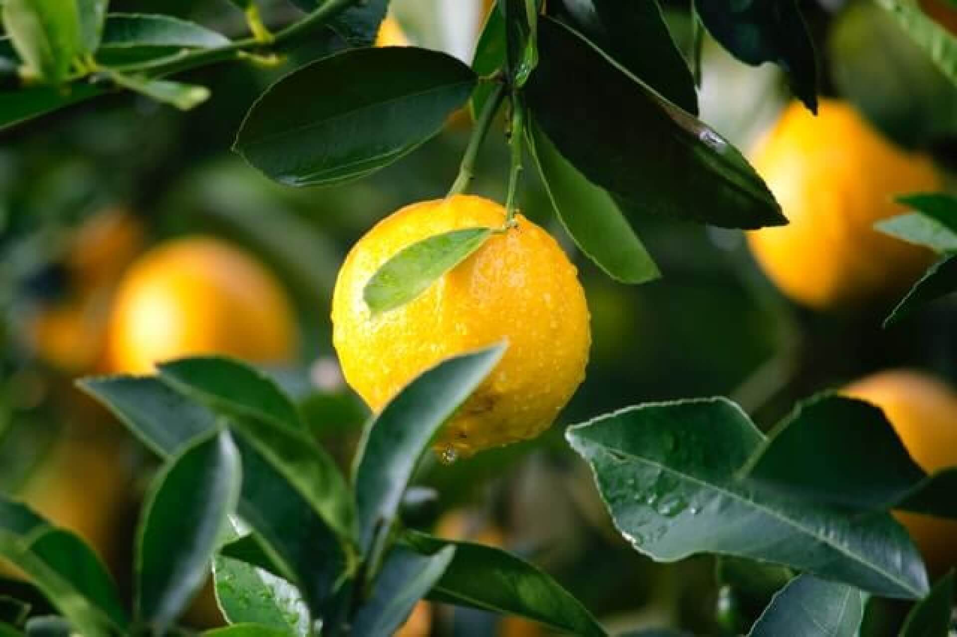 In this example, we create a JPG/JPG image that's three times larger than the original JPG/JPEG image of limes hiding in green leaves. To do this, we enter "300%" as the enlargement percentage. We also turn off the smoothness option to get crisp pixels in the upgraded JPG/JPEG. (Source: Pexels.)