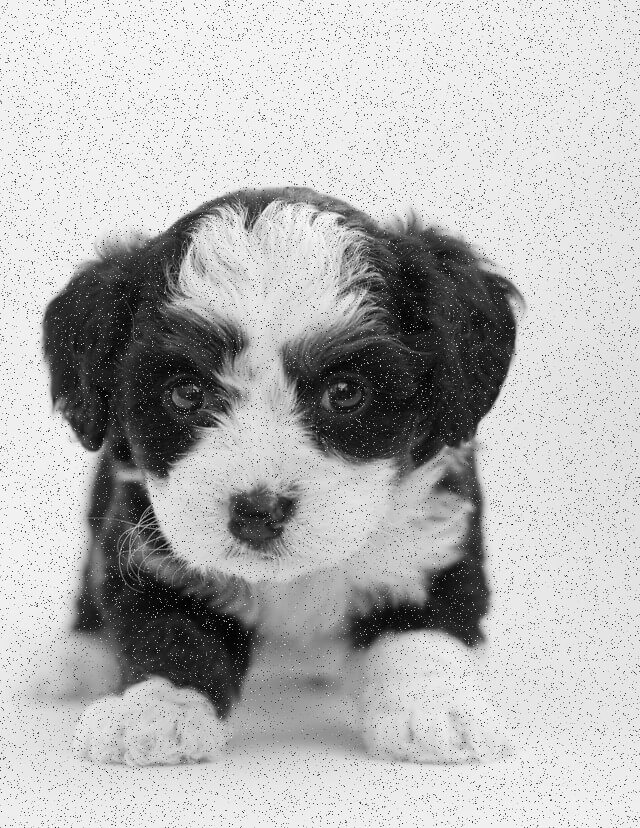 In this example, we create a grayscale JPG file and add monochrome noise to it. We set the noise strength to 5% and get an effect of an old grayscale photo of a Maltese puppy. (Source: Pexels.)