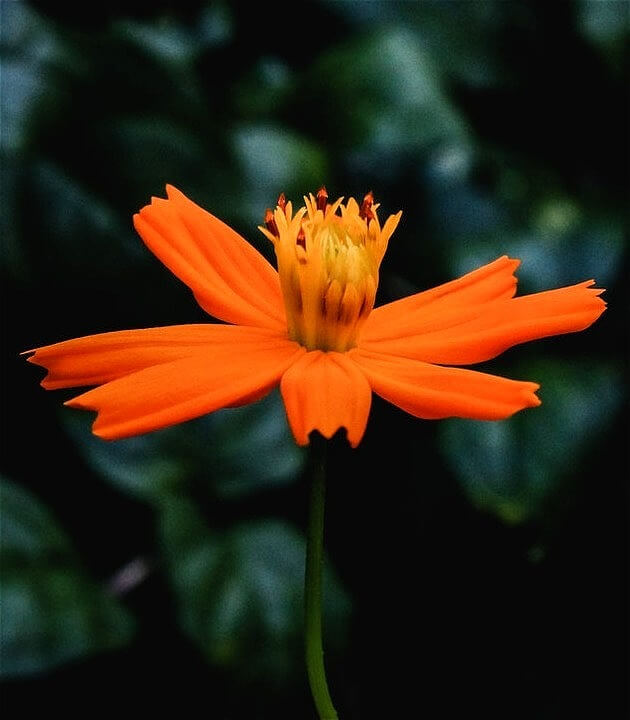 In this example, we create the highest quality JPG image of an orange flower. We set the quality percentage to 200%, which gives it the maximum improvement in color richness, details around the edges, and more defined shadows. (Source: Pexels.)