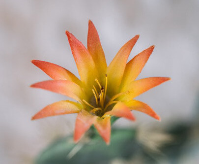This example adds a pinkish translucent border around a JPG/JPEG picture of a pretty orange/yellow flower. As JPG/JPEG has no concept of translucency, we emulate it by making JPG/JPEG's background color white and then drawing the border on top of it. The border itself uses the alpha channel value of 0.8, which makes it 20% transparent (and 80% opaque). The border is drawn in the center of the JPG/JPEG's edges, which puts 15 pixels outside of the JPG/JPEG and 15 pixels inside. (Source: Pexels.)