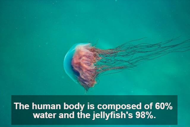 In this example, we add an annotation to a JPG photo with an interesting fact about jellyfish. It says that the human body is 60% water but the jellyfish are 98% water. We place this annotation in the bottom center of the photo, use a misty-rose color for it, and make the annotation box 60% semi-transparent. (Source: Pexels.)