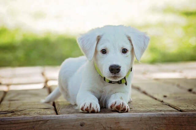 In this example, we create a swirl on a JPG image of a white puppy. We place a swirl with a radius of 200 pixels at the position (325, 224) and swirl the puppy's body 60 degrees counterclockwise. (Source: Pexels.)