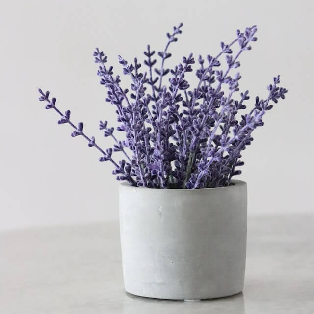 This example creates a JPEG with the correct aspect ratio for a YouTube profile picture. It uses the "Maintain Original Size" mode and crops the JPEG of purple flowers without zooming or resizing it. The YouTube profile picture is 800 by 800 pixels and has a 1:1 aspect ratio, but since we disable the zoom/resize operation, we end up with a 640 by 640 pixel JPEG that also has a 1:1 aspect ratio. (Source: Pexels.)