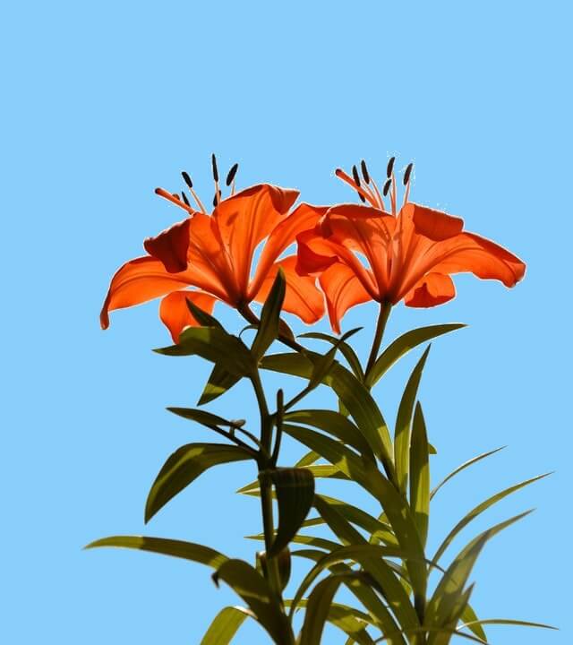 In this example, we replace the dull gray background of a JPG photo of red lilies with joyful lightsky-blue color. We select the color we want to replace with the mouse in the input preview (by clicking on the background) and we replace 10% of similar background shades to get a perfect photo on the new background. (Source: Pexels.)