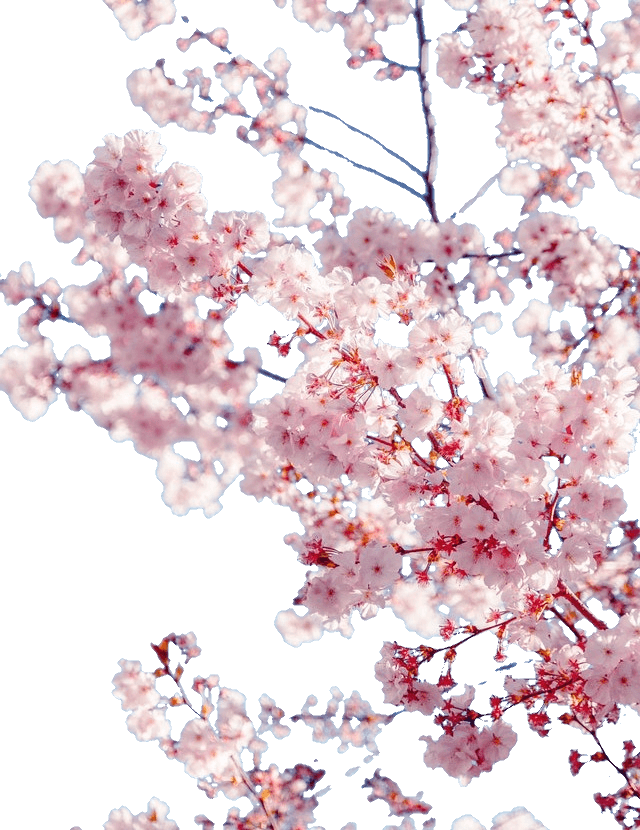 In this example, we load a JPG/JPEG photo of a sakura tree and make the sky background that can be seen thru the flowers transparent. We get the name of the color of the background by simply clicking on the sky in the preview. In addition to this color, we remove 12% of the similar color shading and also make a 1-pixel line along the edges of the sakura flowers translucent. (Source: Pexels.)