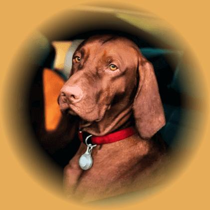 This example loads a translucent PNG picture of a serious business dog. The translucency in this picture is radial and as JPG/JPEG does not support translucency, we fill the translucent pixels with the dog's eye color. (Source: Pexels)