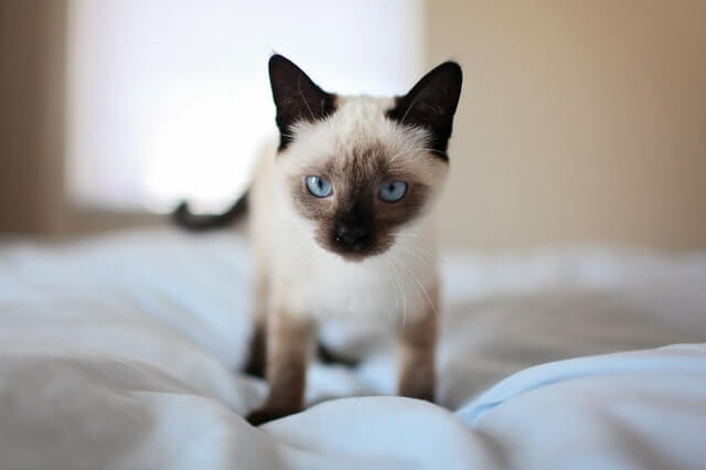 In this example, we upload a JPG photo of an adorable Siamese kitten and we want to know what its eye color is. We hover the color picker utility over the kitten's eyes and click the left mouse button. This way, we take a color sample from the point (284, 172) and it turns out this color is light steel blue. (Source: Pexels.)