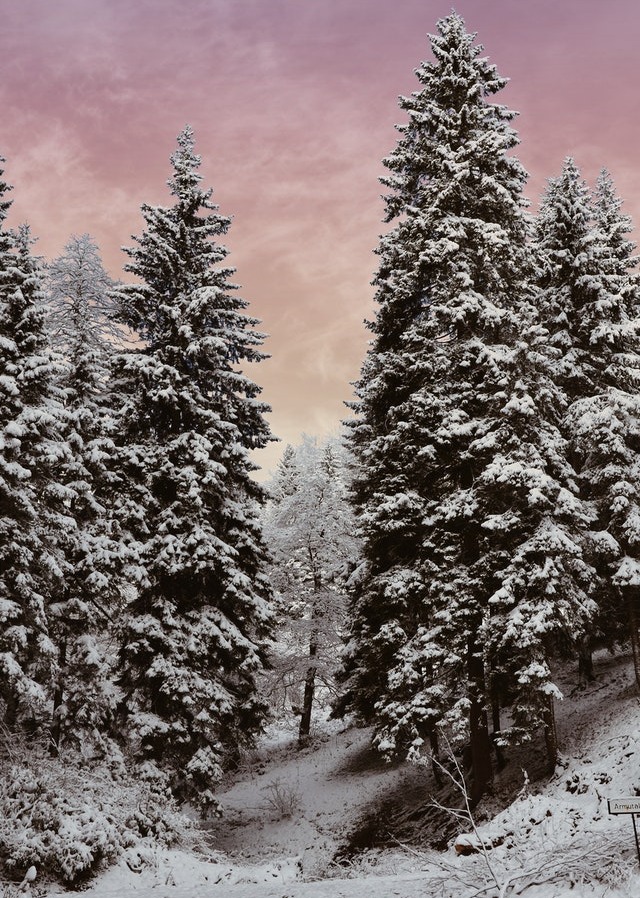 In this example, we reduce the size of a JPEG picture of snowy trees two and a half times by using the optimization strength of 50%. The input JPEG has the size of 271.07kb and the output JPEG has the size of just 109.79kb, and it still has superb quality. (Source: Pexels.)