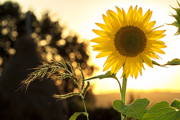 In this example, we load a JPG picture of a sunflower and set the compression quality to 0. This way, the output JPG is almost unrecognizable and is pretty much made only out of compression artifacts. (Source: Pexels.)