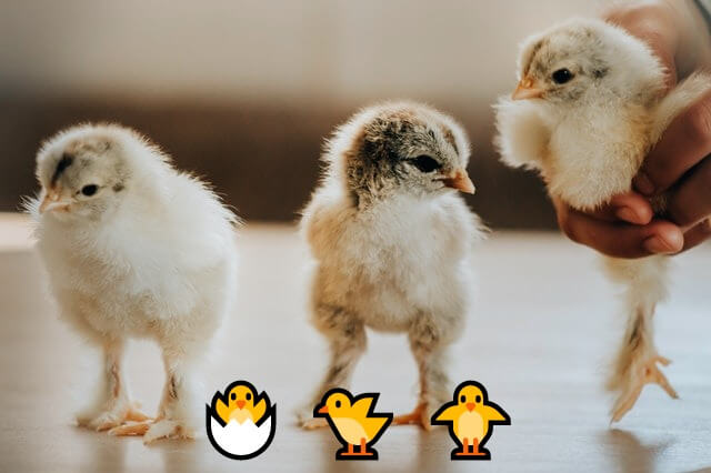 In this example, we add three chicklet emojis to a JPG of three baby chickens. The utility allows you to add any Unicode characters to a JPG, including emotions. Adding emoji to a photo lets use make it livelier and more fun. (Source: Pexels.)