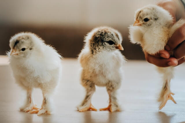 In this example, we add three chicklet emojis to a JPG of three baby chickens. The utility allows you to add any Unicode characters to a JPG, including emotions. Adding emoji to a photo lets use make it livelier and more fun. (Source: Pexels.)