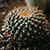 In this example, we're working with a JPG 2000 image of a tiny cactus and we increase its size two times. The upgraded JPG 2000 image is a little bit blurry because all its pixels are now twice as large. (Source: Pexels.)