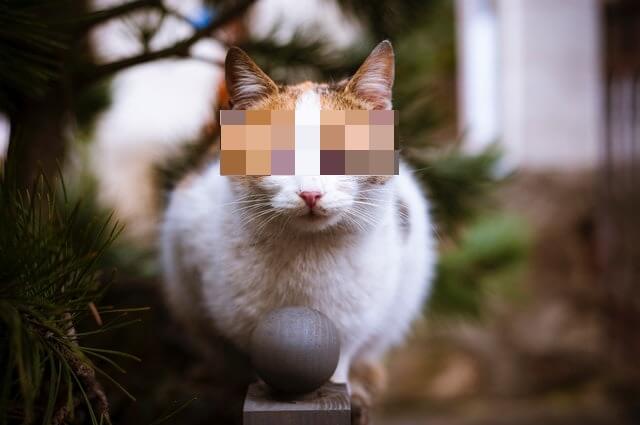 This example applies a rough layer of pixelization to the cat's eyes to hide its identity. The hidden area covers the eyes of the tricolor cat and the pixelization size is increased to 25px. (Source: Pexels.)