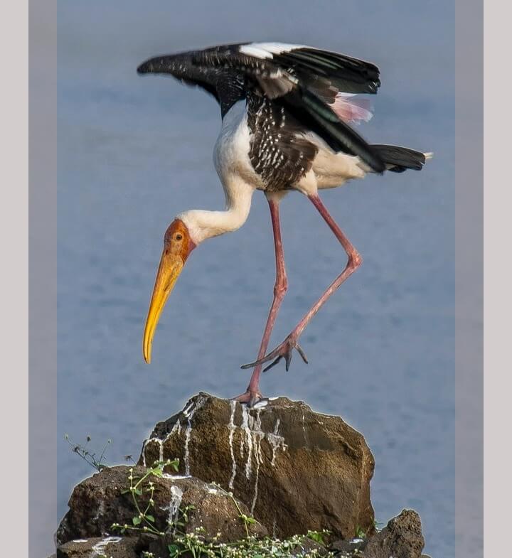 In this example, we load a JPEG picture of a stork on a rock. This JPEG is boxed in on the left and right sides with two vertical strips. To get rid of these strips, we enter a width of 80 pixels in the left and right border options. (Source: Pexels.)